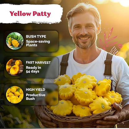 KVITER 50 Patty Pan Yellow Squash Seeds (Cucurbita pepo) – Bush Summer Squash Seed Packets, Scallop Yellow For Outdoor Garden – Non GMO Heirloom Vegetable Seeds For Planting in Home Garden Raised beds