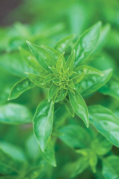 Burpee 63660A Summerlong Basil Seeds