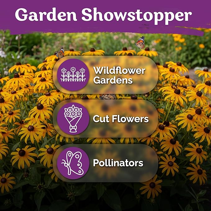 KVITER 10,000 Black Eyed Susan Seeds for Planting (Rudbeckia hirta) – Gloriosa Daisy Wildflower Seed, Heirloom, Non-GMO & Organic – Flower Seeds to Plant Outside & Inside, Borders, Containers