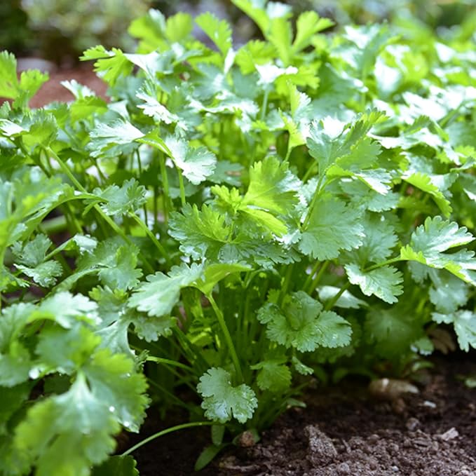 Cilantro Seeds (Coriandrum sativum) Packet of 20