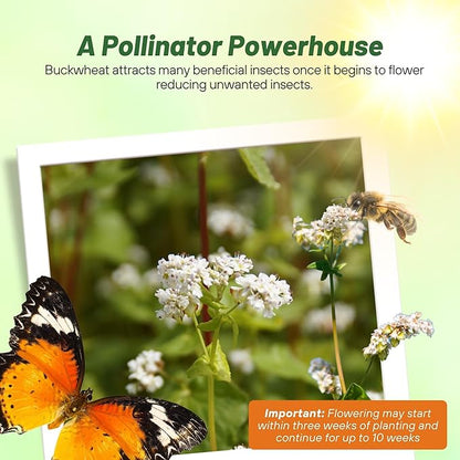 Outsidepride Buckwheat Seeds - 40lbs Annual, Fast-Growing, Easy to Grow Buckwheat Cover Crop Seeds for Green Manure, Bee Pasture & Pollinators, Wildlife Habitat, Soil Improvement, and Erosion Control