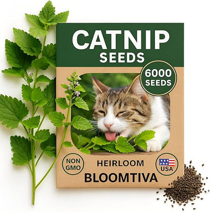 Catnip Seeds for Planting Indoors and Ourdoors - 𝗡𝗢𝗡-𝗚𝗠𝗢 Cat Nip Seeds (Bulk Pack) Heirloom Herb - Made in 𝗨𝗦𝗔 - High Germination Rate - Plants for Cats and Humans (Nepeta Cataria)