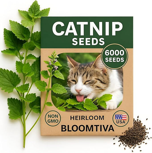 Catnip Seeds for Planting Indoors and Ourdoors - 𝗡𝗢𝗡-𝗚𝗠𝗢 Cat Nip Seeds (Bulk Pack) Heirloom Herb - Made in 𝗨𝗦𝗔 - High Germination Rate - Plants for Cats and Humans (Nepeta Cataria)