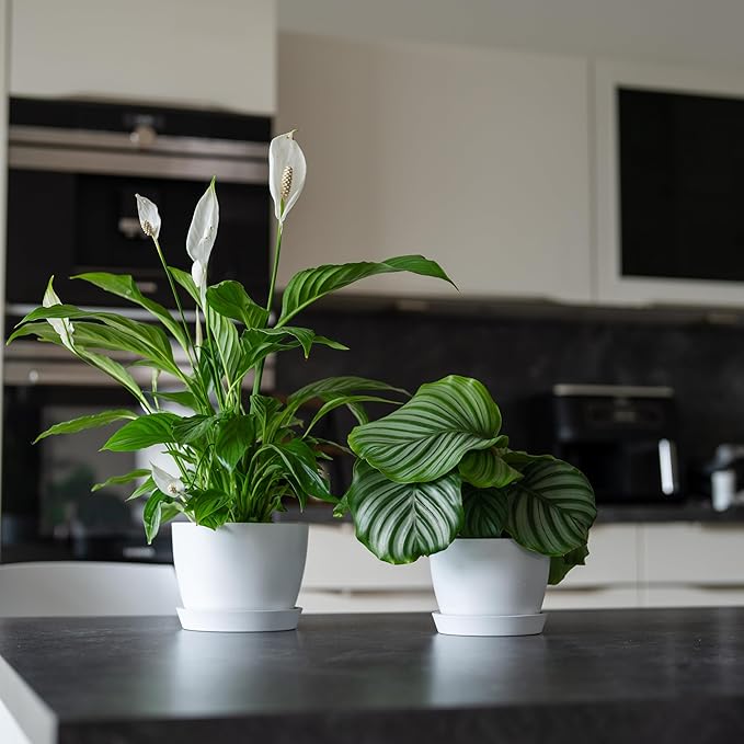 UNBREAKABLE Plant Pots Set of 2, Advanced Eco-Poly Planters with Drainage & Saucers, 6.5" + 5.5" Plastic Pots - Designer Indoor & Outdoor Décor and a Great Gift for Plant Lovers - Ventura Mist White