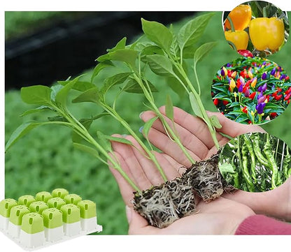 5pcs Seed Starter Tray, Silicone Seeding Starter with Pop-Out Cells (60 Cells in Total), Plant Growing Trays for Seed Starter, Indoor Seeding Planting Growing(5PCS,Green)