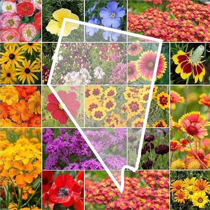 Eden Brothers Nevada Wildflower Mixed Seeds for Planting, 1 oz, 30,000+ Seeds with Yarrow, Cosmos | Attracts Pollinators, Plant in Spring or Fall, Zones