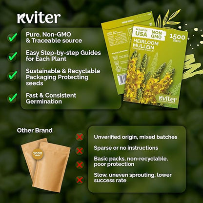 KVITER 1,500 Mullein Seeds for Planting (Verbascum Thapsus) – Mullein Herb, Heirloom Seed Non GMO Organic – Ideal for Herb Garden – US Grown Herbs Flower Seeds