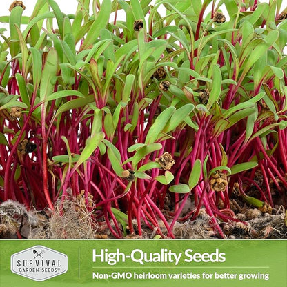 Beet Microgreen Seeds for Sprouting - Non-GMO Heirloom Beet Seeds to Grow Red Microgreens - Indoors or Hydroponic - Fast Growth, Sweet Flavor - Survival Garden Seeds (2 Packs)
