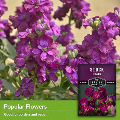 Hoary Stock Seed for Planting - 2 Packets with Instructions to Plant and Grow Vintage Harmony Stock (Matthiola incana) in Your Home Flower Garden - Non-GMO Heirloom Variety - Survival Garden Seeds