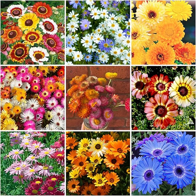 300+ Mixed Daisy Seeds for Planting-Gerber Daisy Seeds,Gerbera Daisy Seed Non-GMO Heirloom Flower for Garden Outdoor