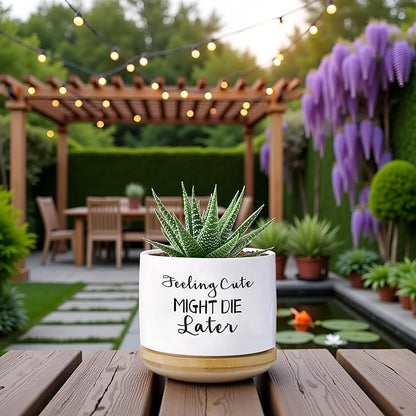 Funny planters for Indoor Plants Garden Succulent Pots, with Drainage Holes and Saucer(No Plants) (Feeling Cute Might Die Later)