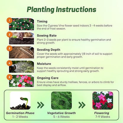 Outsidepride Mixed Cypress Vine Seeds - 200 Pcs Annual Flower Seeds with Nectar-Rich, Star-Shaped Flowers & Feathery, Fern-Like Leaves for Fences, Trellises, Pergolas & Vertical Gardens