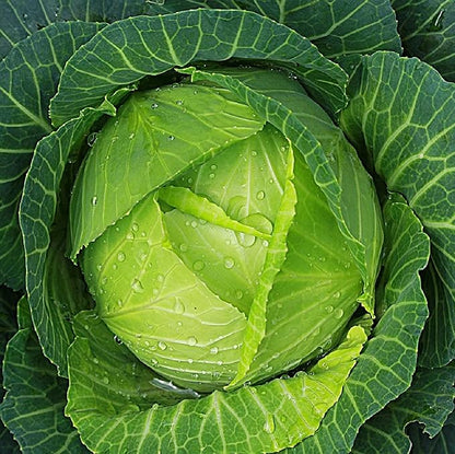 Cabbage Seeds for Planting - Plant & Grow Heirloom Cabbage Varieties Home Outdoor Garden – Easy Grow Planting Packet Instructions Included, Great Gardening Gift – 1 Packet of Each Variety