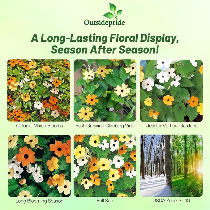 Outsidepride Sunrise Mix Thunbergia Black Eyed Susan Seeds - 100 Pcs Annual, Climbing Vine Flower Seeds for Planting Mixed Blooms for Low Maintenance Gardens, Containers, Trellis & Fences