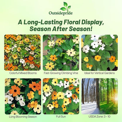 Outsidepride Sunrise Mix Thunbergia Black Eyed Susan Seeds - 200 Pcs Annual, Climbing Vine Flower Seeds for Planting Mixed Blooms for Low Maintenance Gardens, Containers, Trellis & Fences