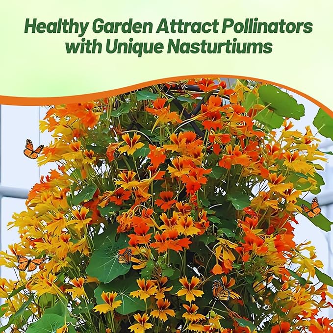 Outsidepride Phoenix Mix Nasturtium Seeds - 25 Pcs Annual, Easy to Grow & Versatile, Flower Seeds for Planting Vibrant Blooms, Ideal for Gardens, Borders, and Pollinator Gardens