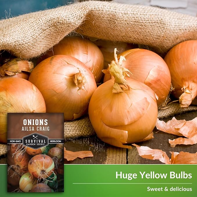 Ailsa Craig Onion Seeds for Planting – Long Day Yellow Sweet Onions with Jumbo Bulbs & Mild Flavor – Heirloom, Non-GMO, Open-Pollinated Variety – Survival Garden Seeds (3 Packs)