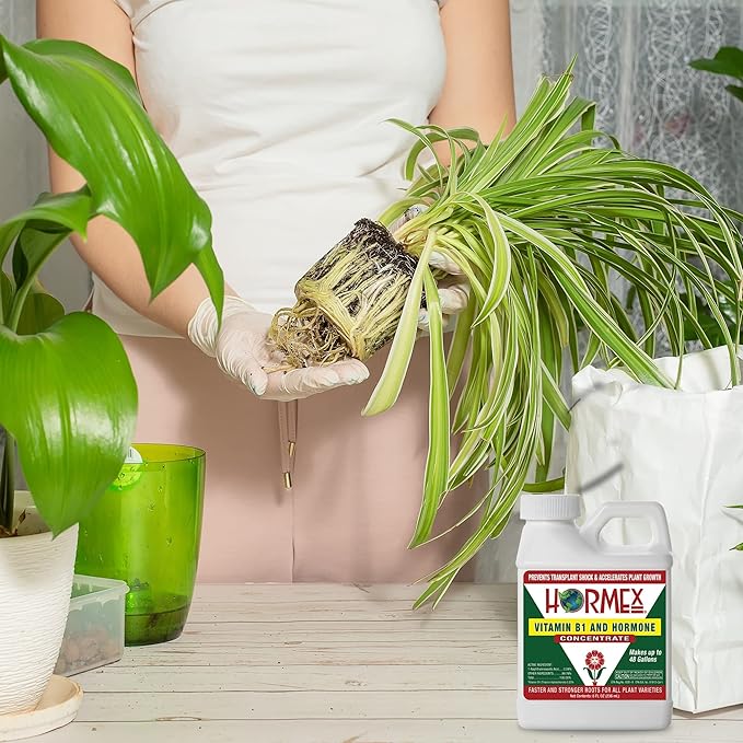 Hormex Rooting Hormone Concentrate with B1 – Root Growth Stimulator for Stronger, Thriving Plants - Prevents Transplant Shock - Hydroponics, Houseplants, Gardens, Trees, Fruits and Vegetables - 8oz