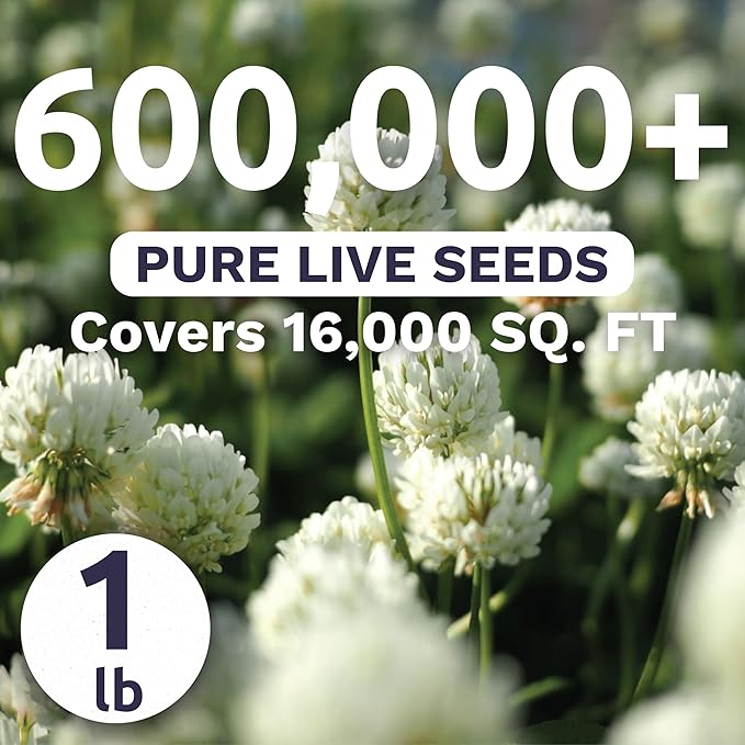 White Dutch Clover - Bulk 1 Pound Pouch - 600,000 Flower Seeds for Planting - Trifolium repens