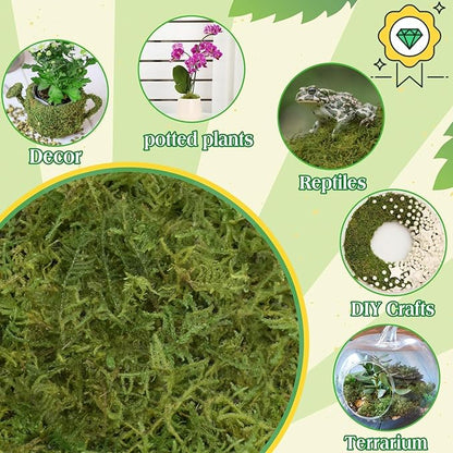 Halatool 6OZ Green Moss for Indoor Plants, 8QT Orchid Moss for Repotting, Forest Moss for Potted Plants, Real Moss for Succulent Carnivorous Houseplant Terrariums Garden Reptiles