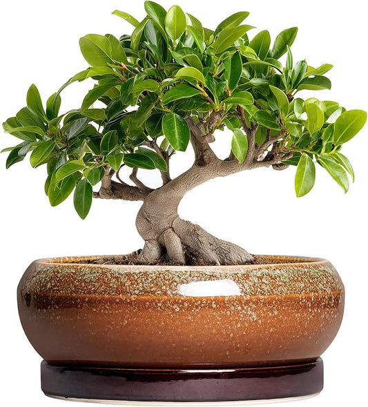 Bonsai Pots - 10 Inch Ceramic Succulent Pots with Drainage Hole and Saucer, Bonsai Planter for Indoor Outdoor, Large Shallow Planter Bowl, Office Decor, Gifts for Plant Lovers, Retro Brown