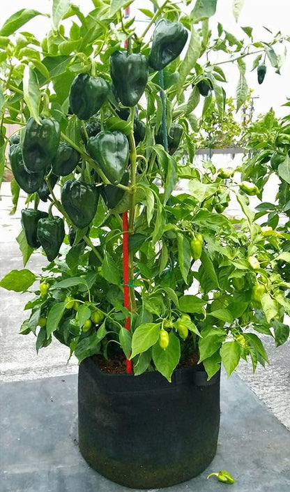 Enroot Products RootEase Garden Planting Fabric Grow Bags, Heavy Duty Durable Fabric Grow Pots, Perfect Harvest Planter, Raised Bed, Best Eco-Friendly Grow Bag - 3 Pack (7 Gallon, Red)