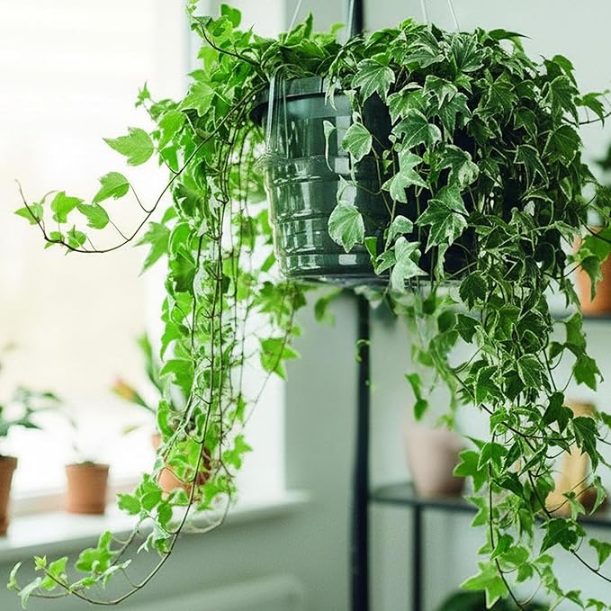 Curtis Wagner Plastics Hanging Basket Drip Pans (5-Pack) | Clear, Round (Diameter = 7.37" Base, 10" Top, 3.7" Depth) Hanging Plant Tray Saucer with Built-in Hooks & Water Catcher for Indoor & Outdoor