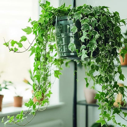 Curtis Wagner Plastics Hanging Basket Drip Pans (5-Pack) | Clear, Round (Diameter = 7.37" Base, 10" Top, 3.7" Depth) Hanging Plant Tray Saucer with Built-in Hooks & Water Catcher for Indoor & Outdoor