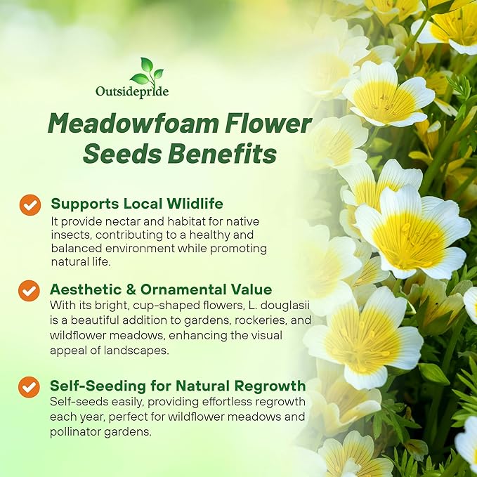 Outsidepride Meadowfoam Seeds - 1000 Pcs. Annual, Self-Seeding & Low Maintenance, Ground Cover Seeds for Planting Fragrant Yellow-White Blooms, Great for Gardens, Borders, & Container Displays