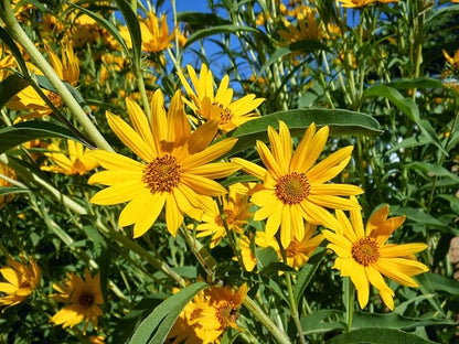 TomorrowSeeds - Maximilian Sunflower Seeds - 1000+ Count & 50+ Peredovik Sunflower - for 2026 Planting Prairie Sunflower Perennial Wildflower Drought Tolerant Deer Resistant Tall Yellow Flower