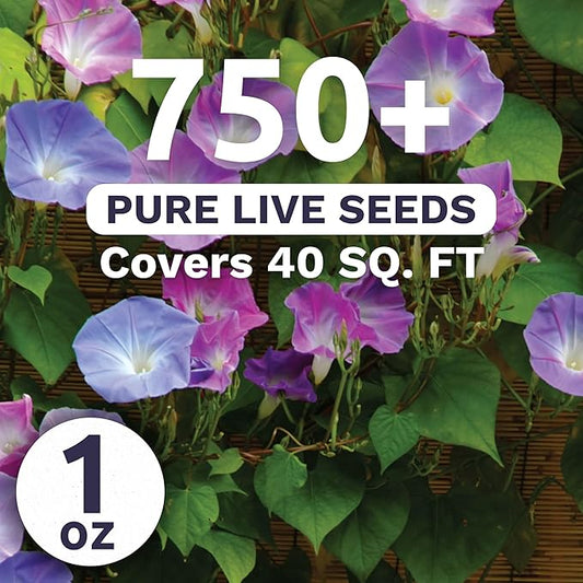 Morning Glory Tall Mix - Large 1 Ounce Packet - 750 Flower Seeds for Planting - Ipomoea purpurea
