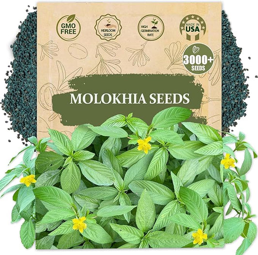 Premium Egyptian Spinach (Molokhia) Seeds – 3000+ Non-GMO, Heirloom Saluyot Seeds for Planting – Fast-Growing, Nutrient-Rich & High-Yield