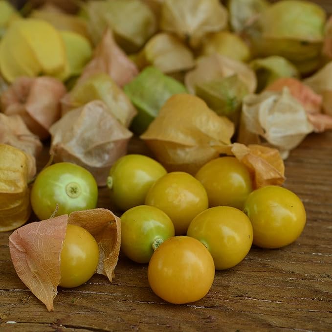 Aunt Molly's Ground Cherry - 50 Seeds - Heirloom & Open-Pollinated Variety, Non-GMO Ground Cherry Seeds for Planting in The Home Garden, Thresh Seed Company