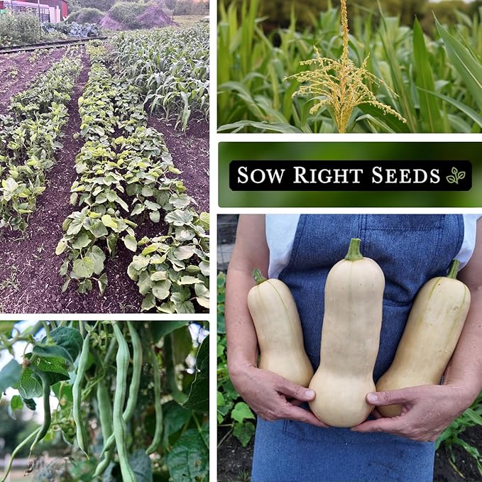 Sow Right Seeds - 3 Sisters Seed Collection for Planting - Packets of Bantam Sweet Corn, Kentucky Wonder Pole Bean, and Waltham Butternut Squash - Non-GMO Heirloom Seeds to Plant Home Vegetable Garden