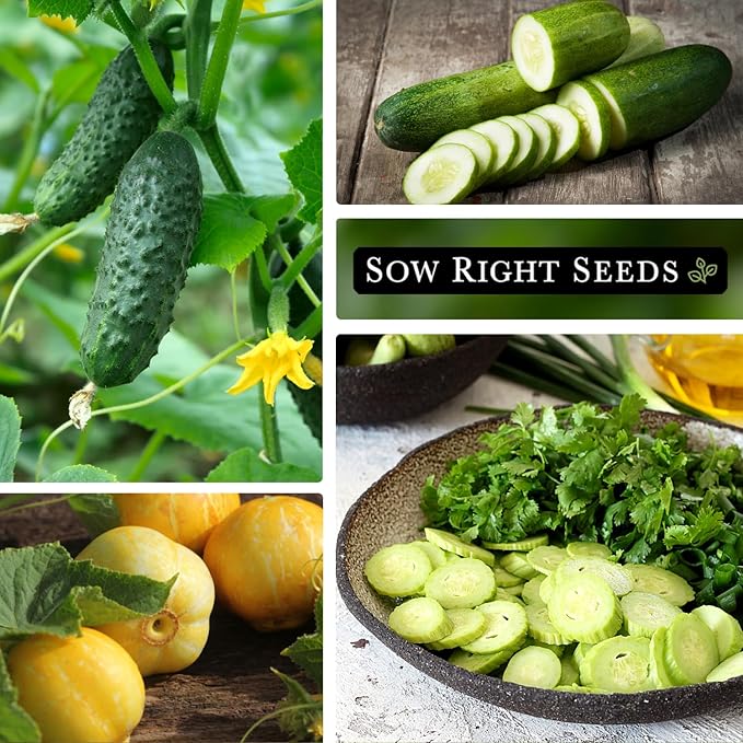 Sow Right Seeds - Cucumber Seed Collection for Planting - Pale Armenian, Pickling, Lemon, Beit Alpha, Marketmore Variety Pack - Non-GMO Heirloom Packets - Plant and Grow a Home Vegetable Garden
