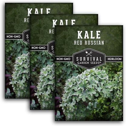 Red Russian Kale Seeds for Planting – Heirloom Red Kale – Cold Hardy for Fall & Spring Gardens – Edible, Frilly Blue-Green Leaves, Purple Stems - Survival Garden Seeds (3 Packs)