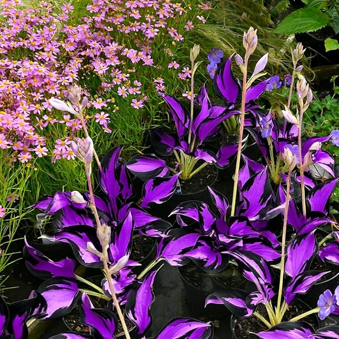 305+ Hosta Seeds for Planting - Beautiful, Bold Foliage for Garden Borders and Shaded Areas - Hardy Perennials, Non-GMO Heirloom Seed