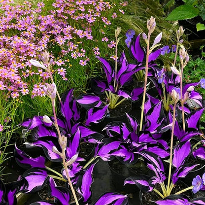 305+ Hosta Seeds for Planting - Beautiful, Bold Foliage for Garden Borders and Shaded Areas - Hardy Perennials, Non-GMO Heirloom Seed