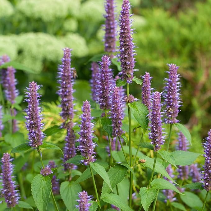 Seed Needs Anise Hyssop Seeds for Planting Agastache foeniculum - Non-GMO Heirloom & Untreated - Grow a Medicinal/Culinary Herb Garden for Tea & Essential Oils (2 Packs)
