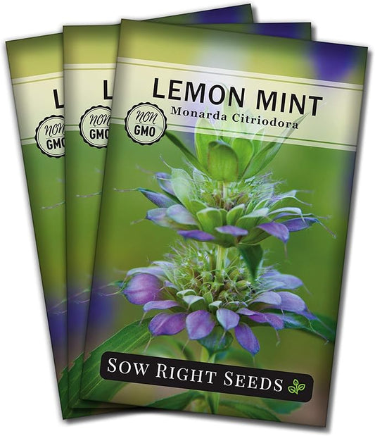 Sow Right Seeds - Lemon Mint Seed for Planting - Non-GMO Heirloom with Packet with Instructions to Plant and Grow an Herbal Tea Garden - Indoors or Outdoor - Monarda to Attract Pollinators (3)
