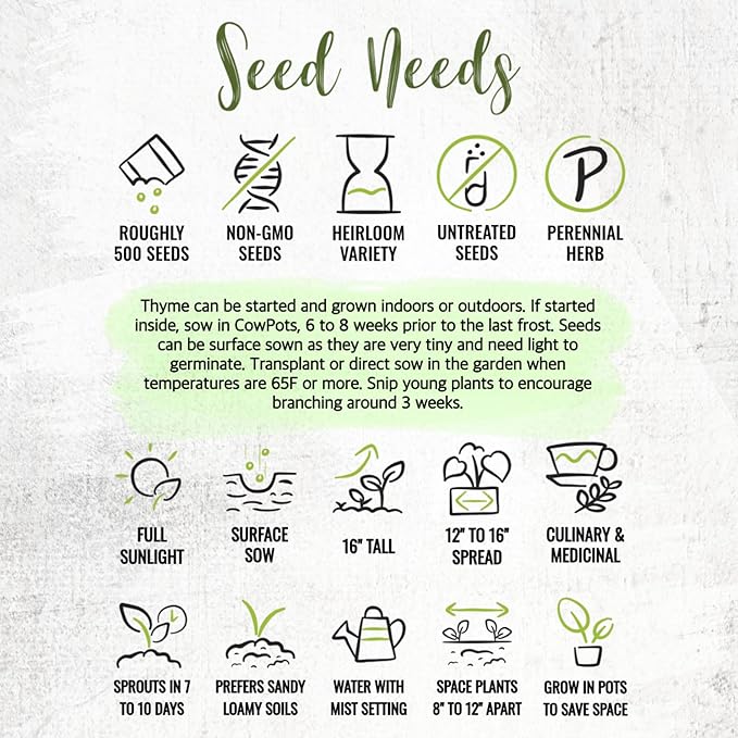 Seed Needs Thyme Seeds for Planting - Non-GMO Heirloom & Untreated Perennial Herb Seed to Plant a Culinary Kitchen Garden Indoors or Outdoors (1 Pack)