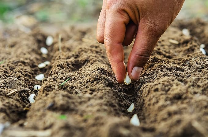 11 LBS of Coco Coir Potting Soil for Indoor Plants and Outdoor Plants. The Most Natural Coco Coir Bricks Available! The Coconut Coir Potting Mix is Great for Microgreens Growing Kit.