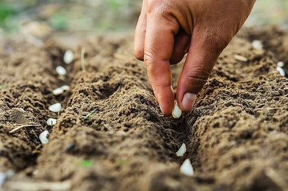 11 LBS of Coco Coir Potting Soil for Indoor Plants and Outdoor Plants. The Most Natural Coco Coir Bricks Available! The Coconut Coir Potting Mix is Great for Microgreens Growing Kit.