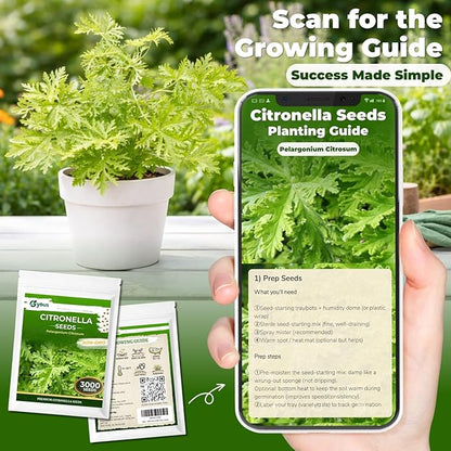 Citronella Seeds (3,000+ Seeds) – Easy-Grow Herb Plant for Pots & Garden Beds, Fresh Aromatic Leaves for Outdoor Patio Planters