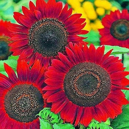 Seed Packets for Planting Red Sunflowers in Home Outdoor Garden - Heirloom Non-GMO Flower Seed Packets