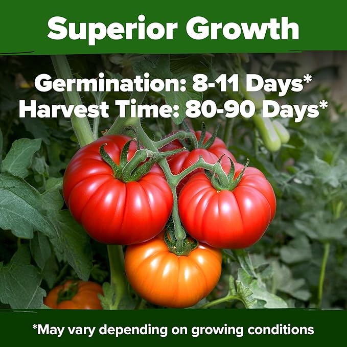HOME GROWN Beefsteak Tomato Seed 2Pack - 600 Heirloom Tomato Seeds for Planting Outdoors High-Yield Non-GMO Vegetable Seeds for Growing Large, Meaty Tomatoes for Summer Dishes (Solanum lycopersicum)