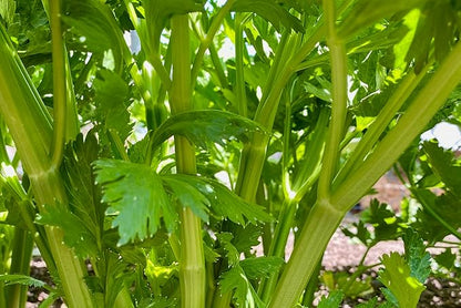 Plant Good Seed Tango Celery Seeds for Planting: Heirloom Vegetable, Tender Green Stalks - 250 Seed Packet
