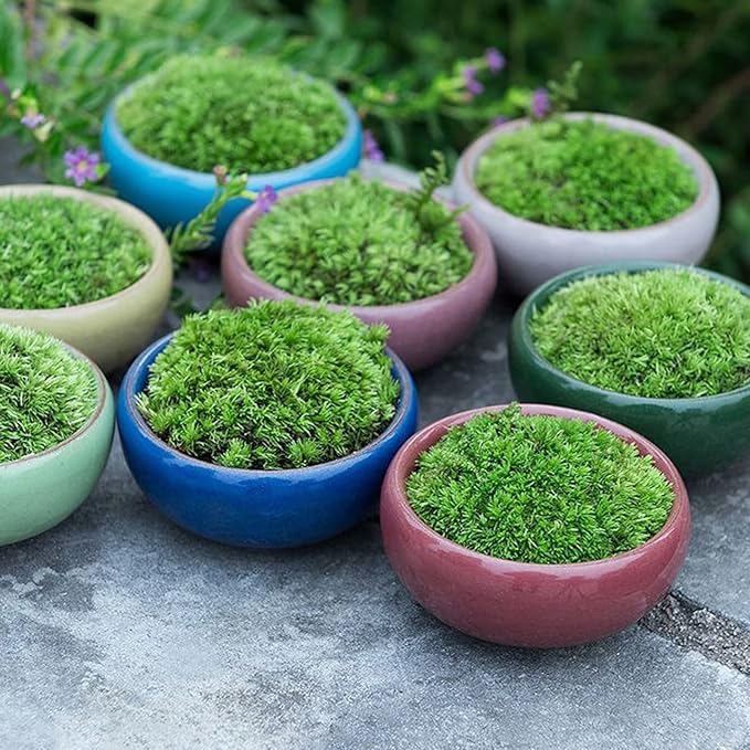 TOPZEA 16 Pack Mini Succulent Planter Pot, 2.5 Inch Ceramic Ice Crack Cactus Seed Starter Pots Micro Landscape Planter with Drainage Hole & Bamboo Tray for Moss Plant, Baby Succulent, Herb