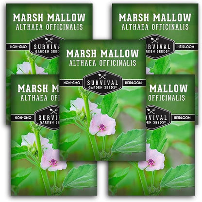 Marshmallow Seeds for Planting - Marsh Mallow Medicinal Herb, Althaea Officinalis, Traditional Root Plant for Herb Garden - Heirloom Non-GMO Open Pollinated - Survival Garden Seeds (5 Pack
