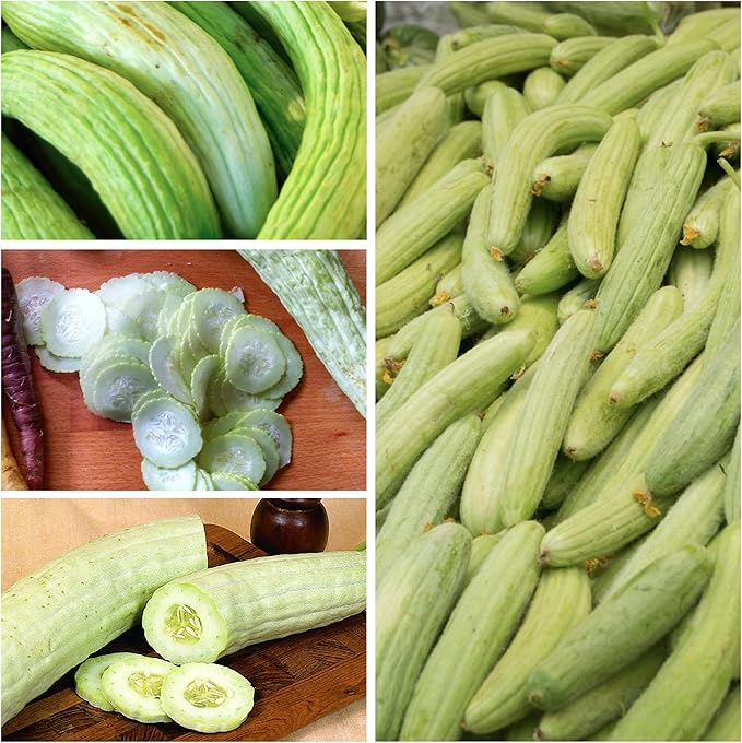 Seed Needs Cucumber Seeds for Planting Armenian Yard Long Cucumbers - Heirloom Non-GMO & Untreated - Snake Melon/Serpent Cucumber to Plant a Home Grown Outdoor Vegetable Garden (5 Packs)